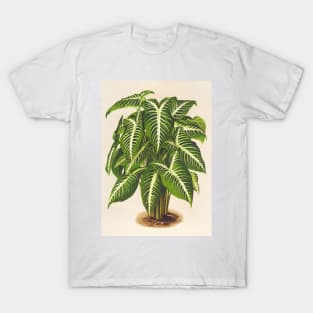 Caladium lindenii - Botanical Illustration T-Shirt